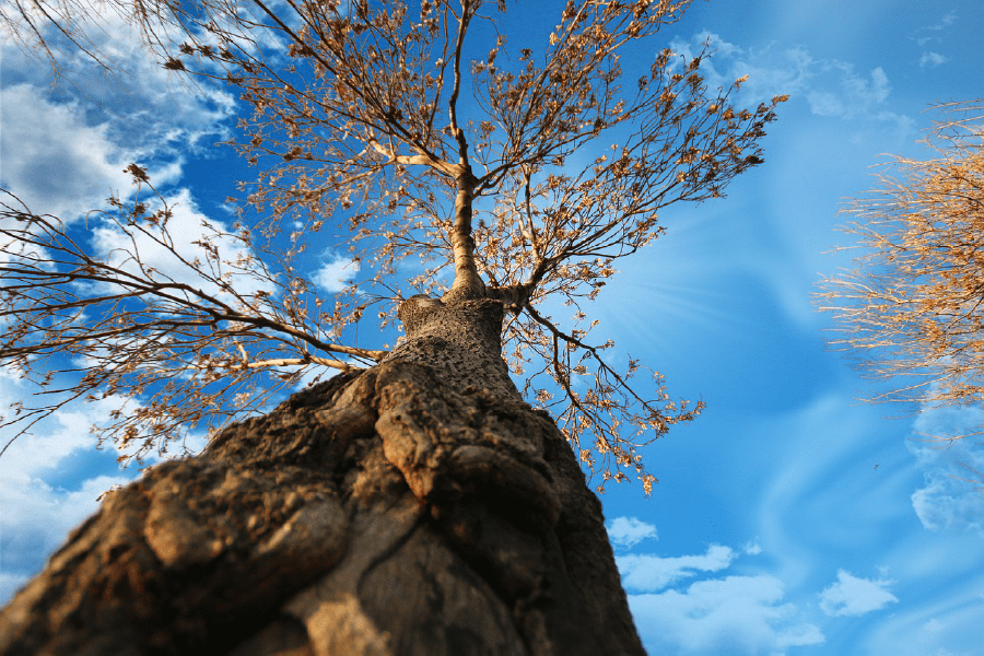 Pear Tree Closeup Photograph Print 100% Australian Made