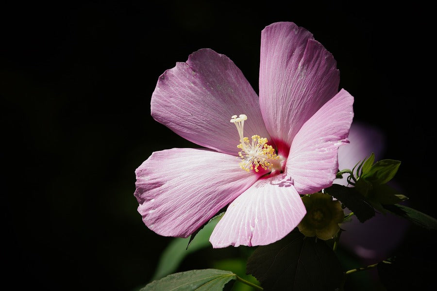 Pink Spring Flower Closeup Photograph Print 100% Australian Made