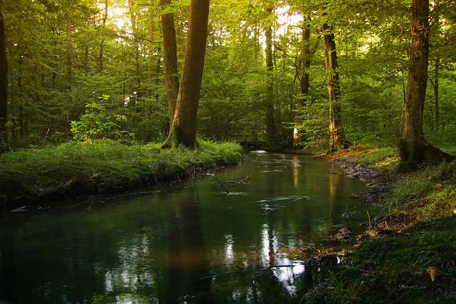 River in Forest Photograph Print 100% Australian Made