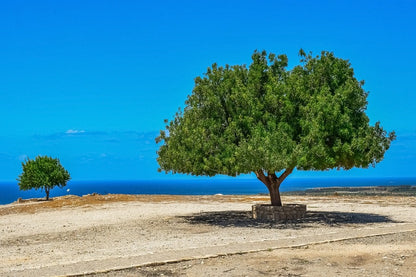 Shade Trees & Sea View Photograph Print 100% Australian Made