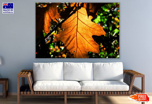 Maple Leaf Closeup Photograph Print 100% Australian Made