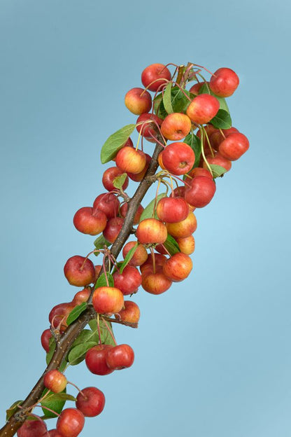Coffee Tree Closeup Photograph Home Decor Premium Quality Poster Print Choose Your Sizes