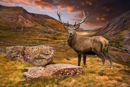 Deers on a Hill Steep Photograph Home Decor Premium Quality Poster Print Choose Your Sizes