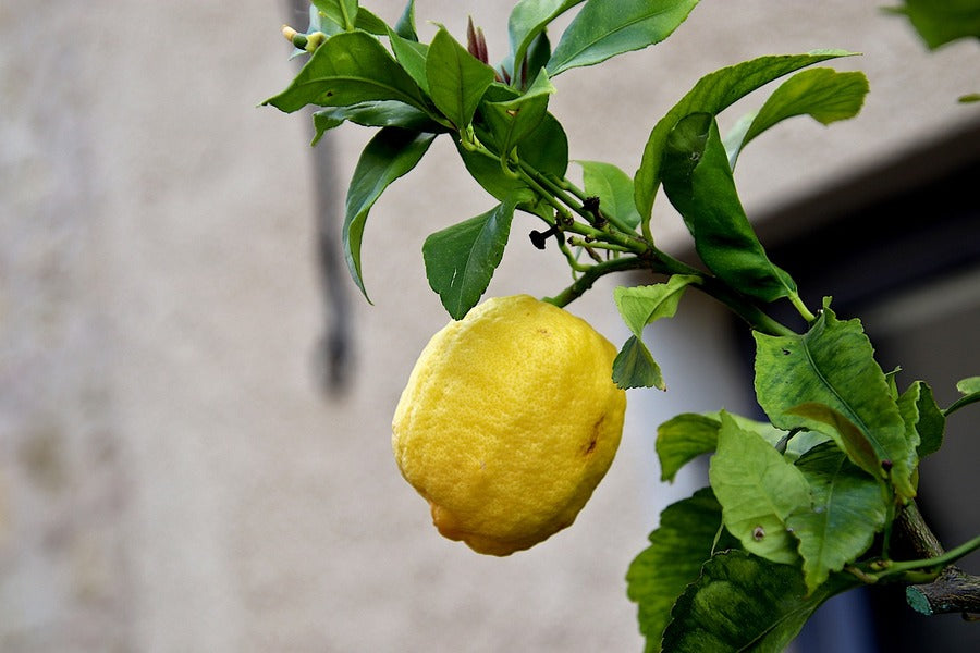 Lemon with Leaves Photograph Print 100% Australian Made