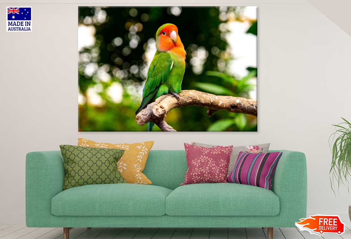 Green Parrot & Orange Face View Photograph Print 100% Australian Made