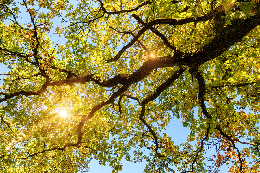 Sunrays Through Huge Tree Leaves Photograph Print 100% Australian Made