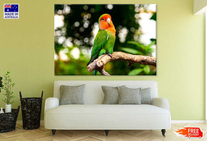 Green Parrot & Orange Face View Photograph Print 100% Australian Made