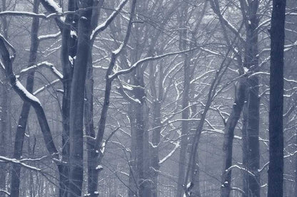 Snow Covered Misty Forest Photograph Print 100% Australian Made