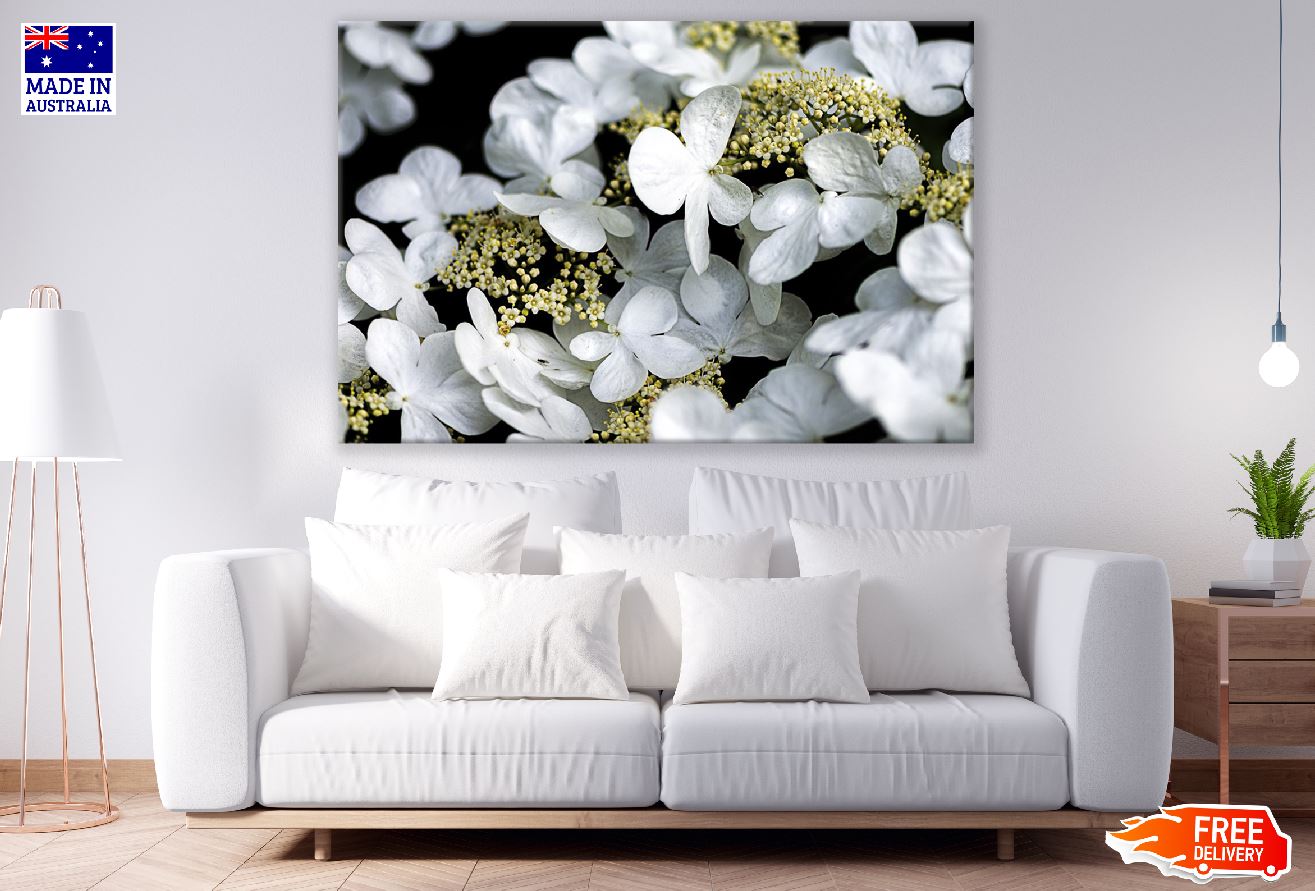 Hydrangea white Flowers Photograph Print 100% Australian Made