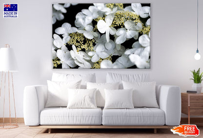 Hydrangea white Flowers Photograph Print 100% Australian Made