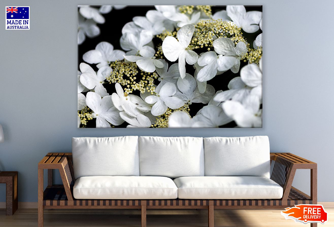 Hydrangea white Flowers Photograph Print 100% Australian Made