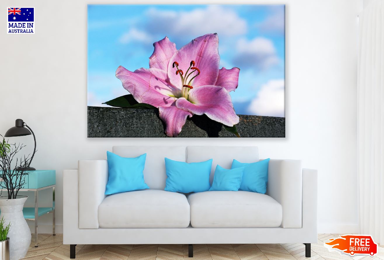 Pink Lily Flower Under Blue Sky Photograph Print 100% Australian Made