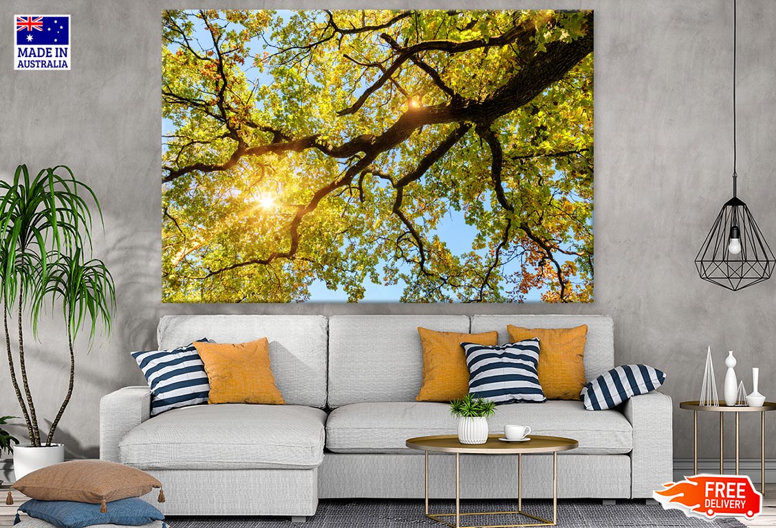 Sunrays Through Huge Tree Leaves Photograph Print 100% Australian Made