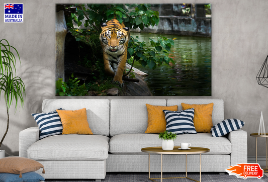 Tiger Walking Photograph Print 100% Australian Made