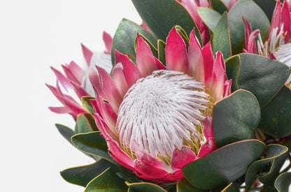 King Protea Flower Closeup Photograph Print 100% Australian Made