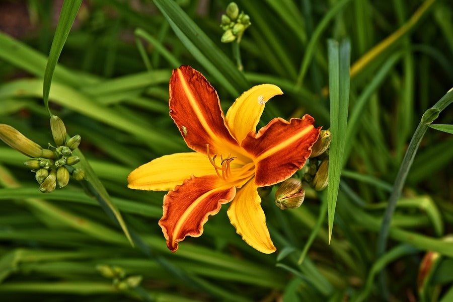 Yellow Orange Lily Flower with Leaves Photograph Print 100% Australian Made