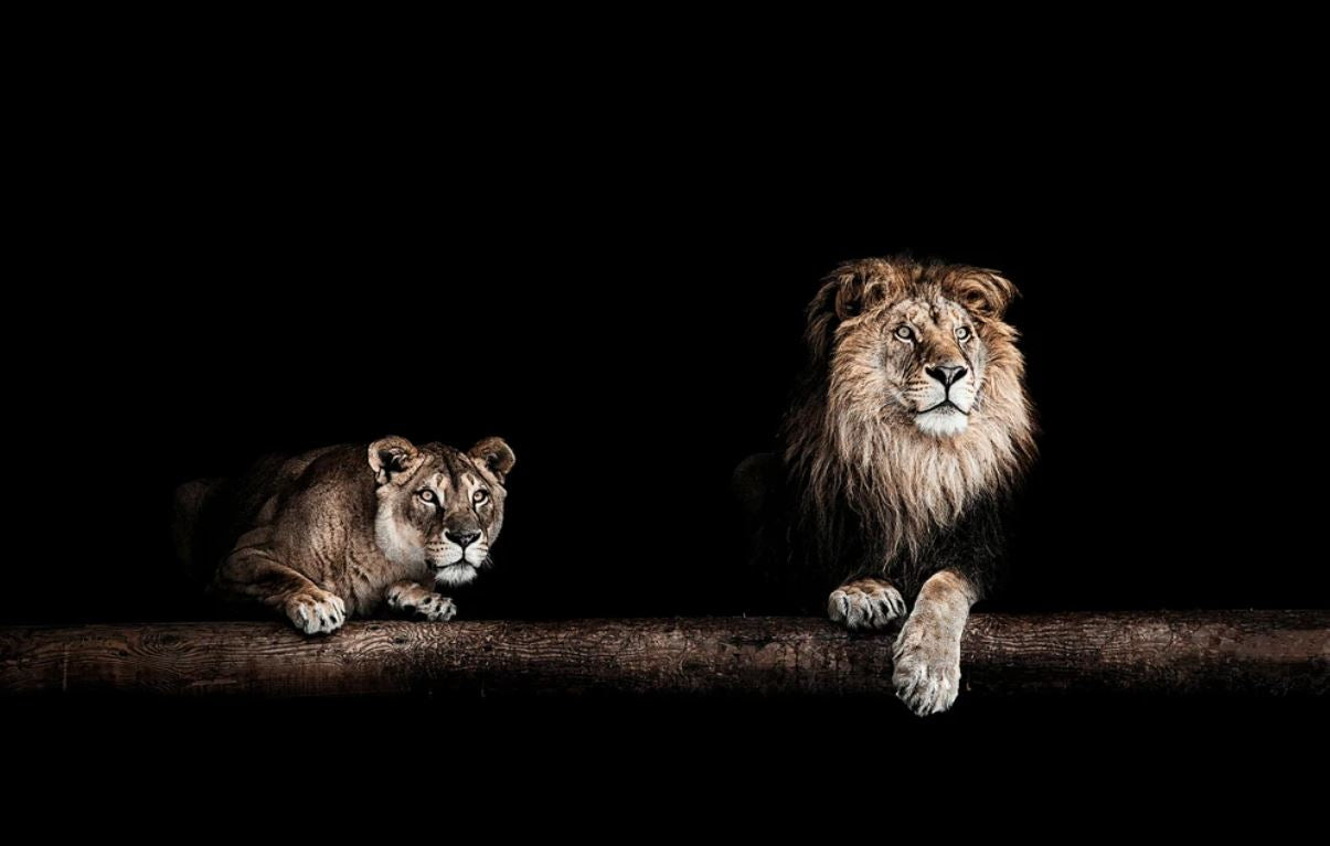 Lion & Lioness in Cave Photograph Home Decor Premium Quality Poster Print Choose Your Sizes