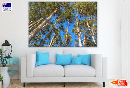 Large Tree Under Blue Sky Photograph Print 100% Australian Made