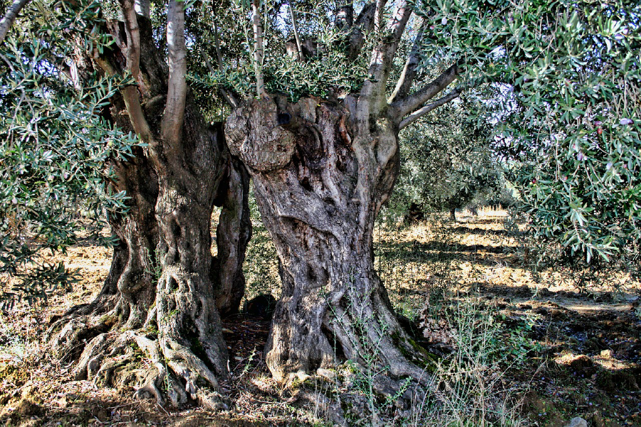 Tree Closeup Photograph Print 100% Australian Made