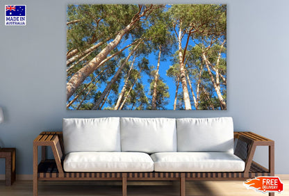 Large Tree Under Blue Sky Photograph Print 100% Australian Made