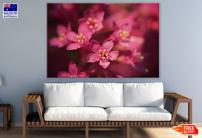Red Blossom Flower Closeup Photograph Print 100% Australian Made
