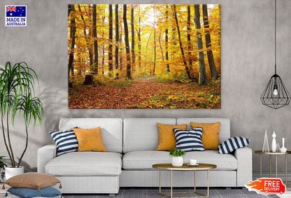 Autumn Forest Photograph Print 100% Australian Made