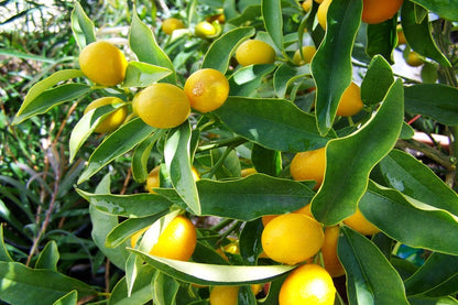 Lemon Tree Photograph Print 100% Australian Made