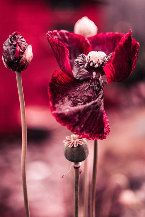 Red Flower Closeup Photograph Print 100% Australian Made