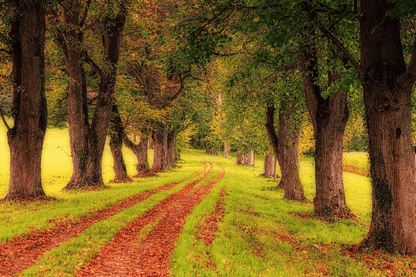 Tree Pathway Autumn Photograph Print 100% Australian Made