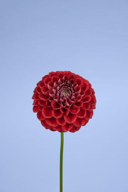 Flower Closeup Photograph Home Decor Premium Quality Poster Print Choose Your Sizes