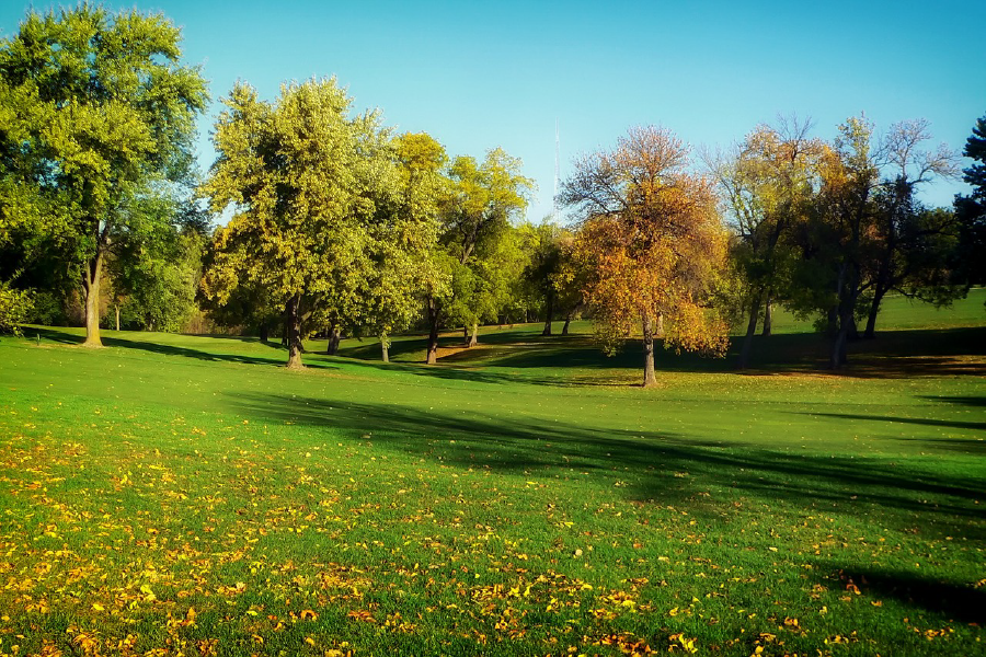 Colorful Trees on Meadow Photograph Print 100% Australian Made