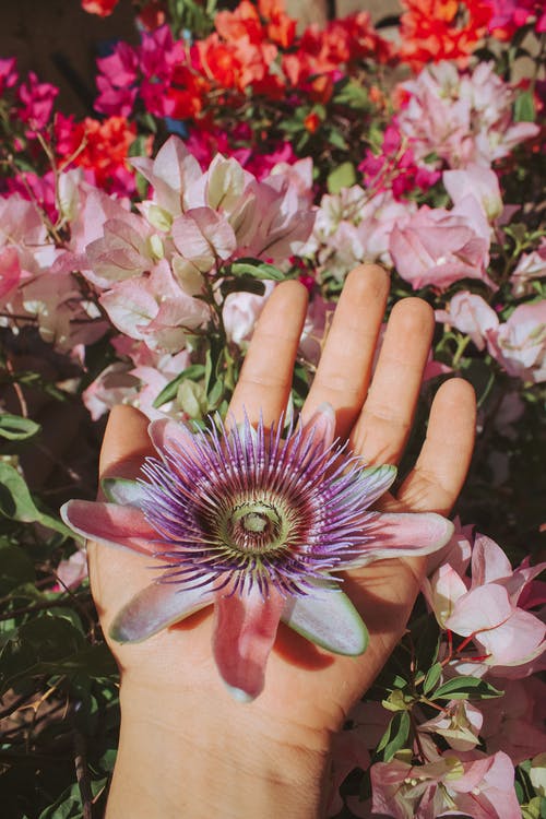 Flower on a Hand & Flower Field View Photograph Print 100% Australian Made