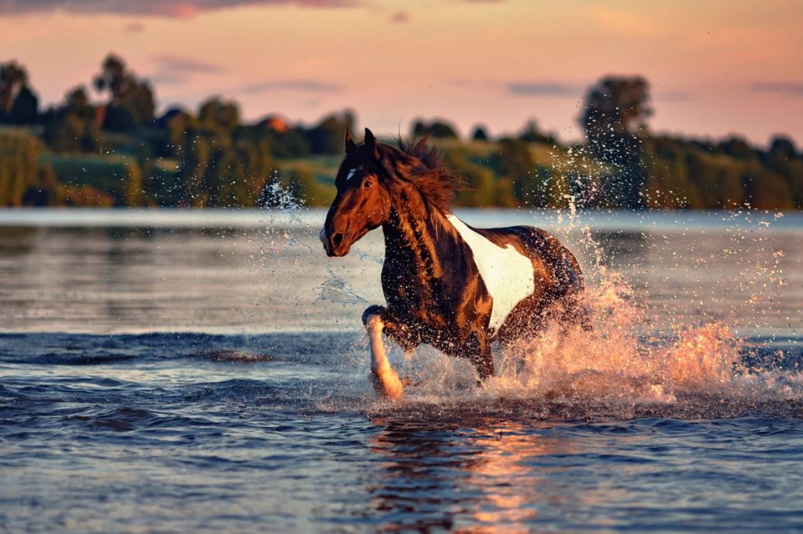 Horse Running on River Photograph Home Decor Premium Quality Poster Print Choose Your Sizes