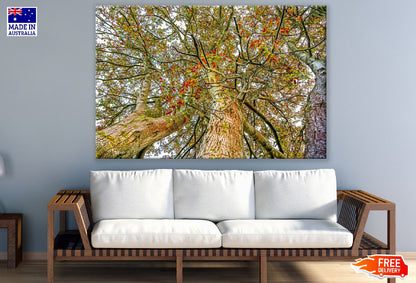 Autumn Tribe Trees Under View Photograph Print 100% Australian Made