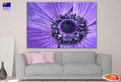 Purple Daisy Flower Macro Photograph Print 100% Australian Made