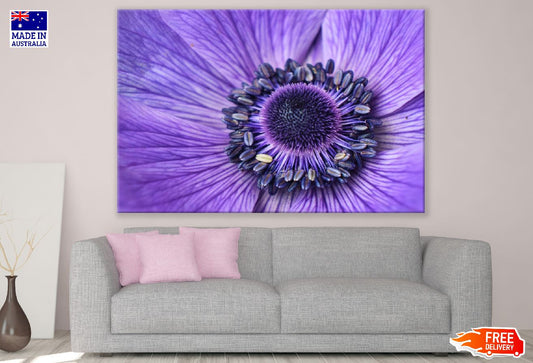 Purple Daisy Flower Macro Photograph Print 100% Australian Made