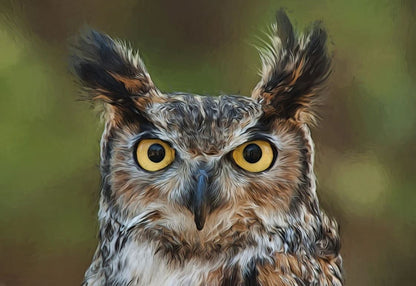 Owl Face Portrait Photograph Home Decor Premium Quality Poster Print Choose Your Sizes