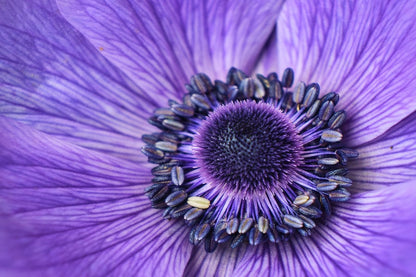 Purple Daisy Flower Macro Photograph Print 100% Australian Made