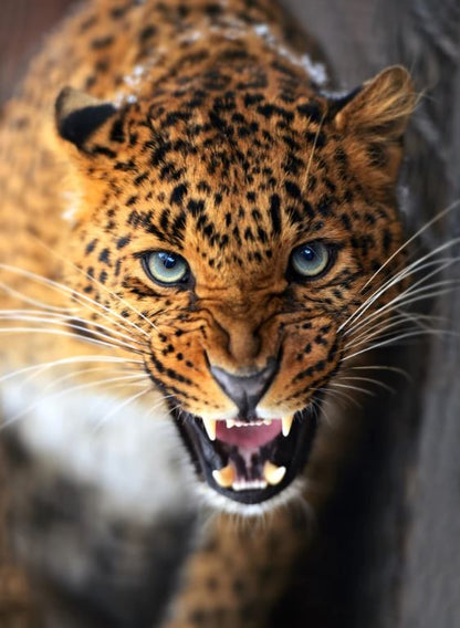 Leopard Portrait Photograph Home Decor Premium Quality Poster Print Choose Your Sizes