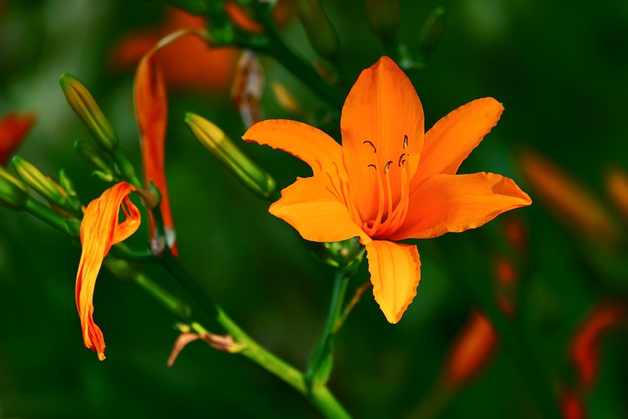 Orange Lily Flower Closeup Photograph Print 100% Australian Made