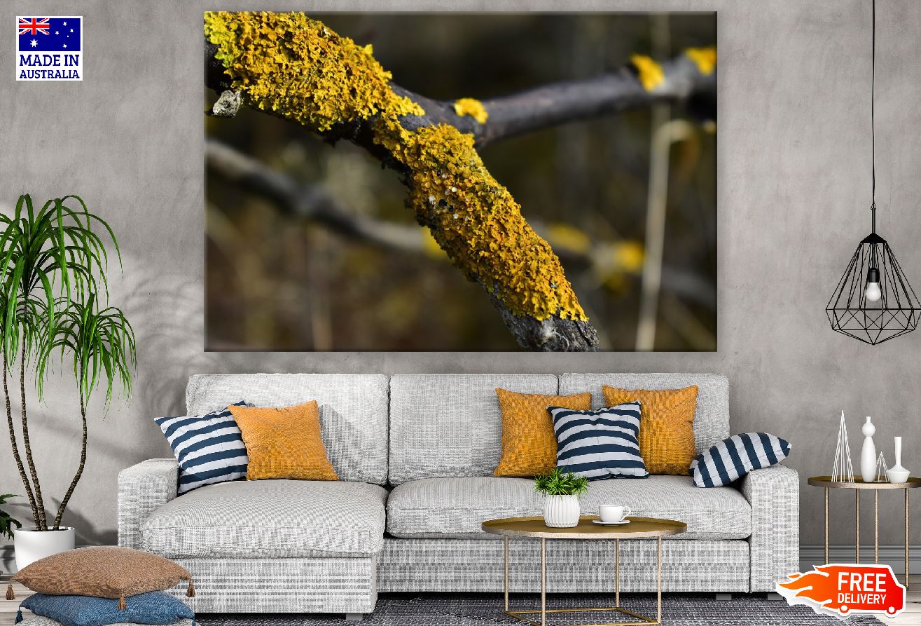 Lichen on Tree Branch Photograph Print 100% Australian Made