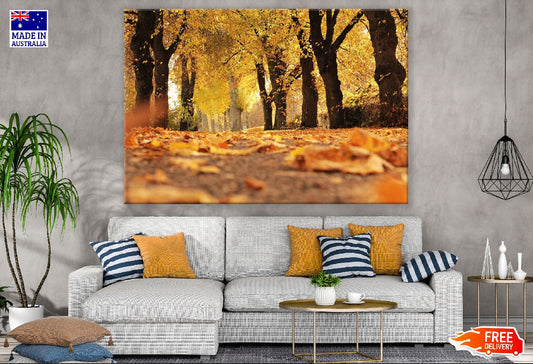 Autumn Trees Scenery Photograph Print 100% Australian Made