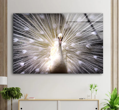 White Peacock Bird Closeup Photograph Acrylic Glass Print Tempered Glass Wall Art 100% Made in Australia Ready to Hang