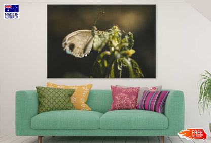 Little Brown Butterfly Photograph Print 100% Australian Made