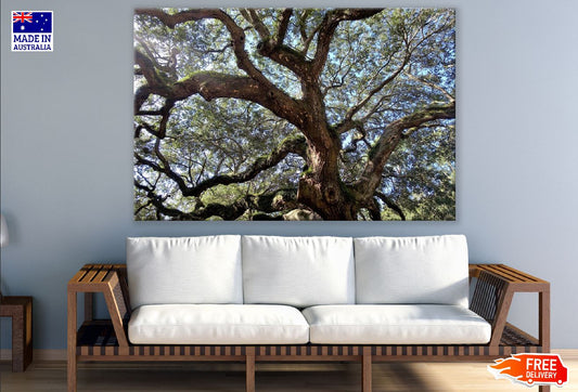 Live Oak Tree View From Below Photograph Print 100% Australian Made