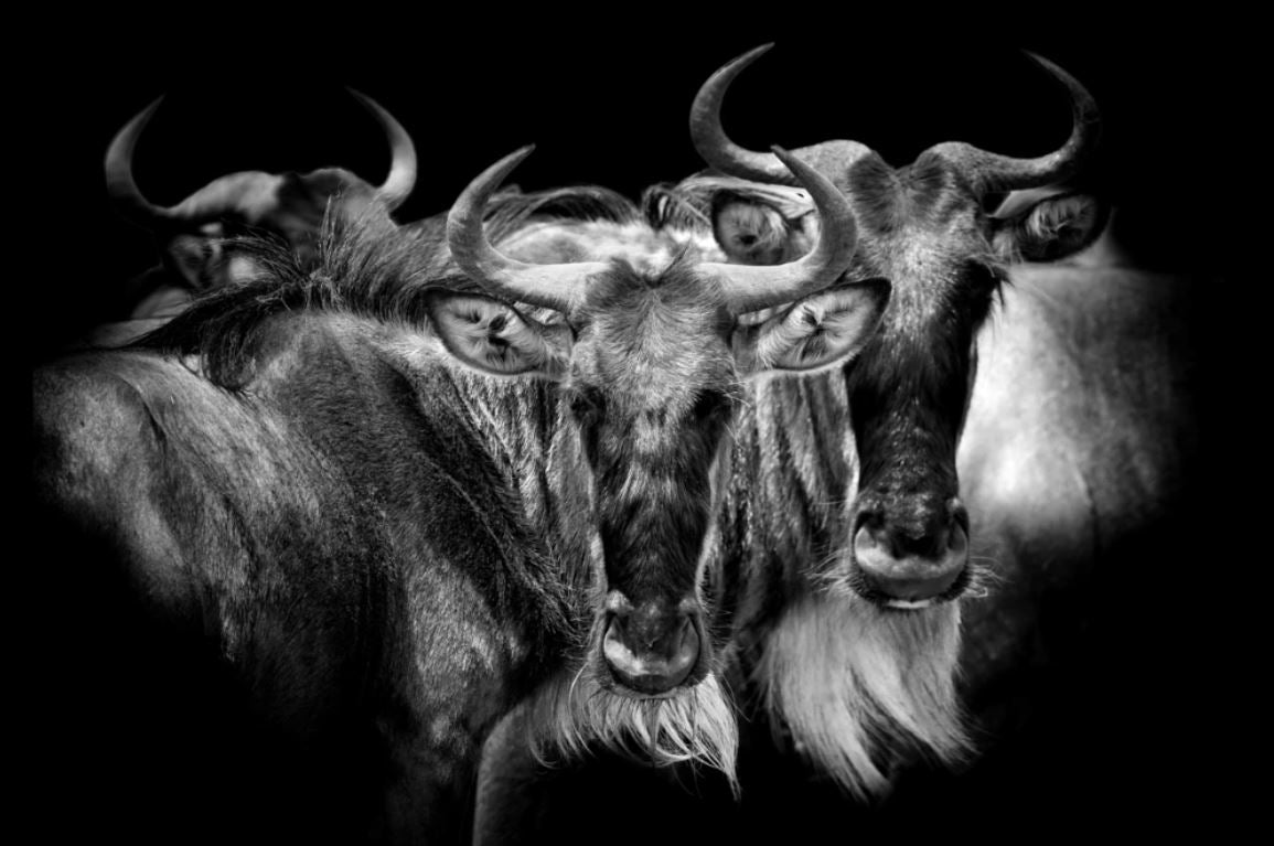 Elks Portrait B&W Photograph Home Decor Premium Quality Poster Print Choose Your Sizes