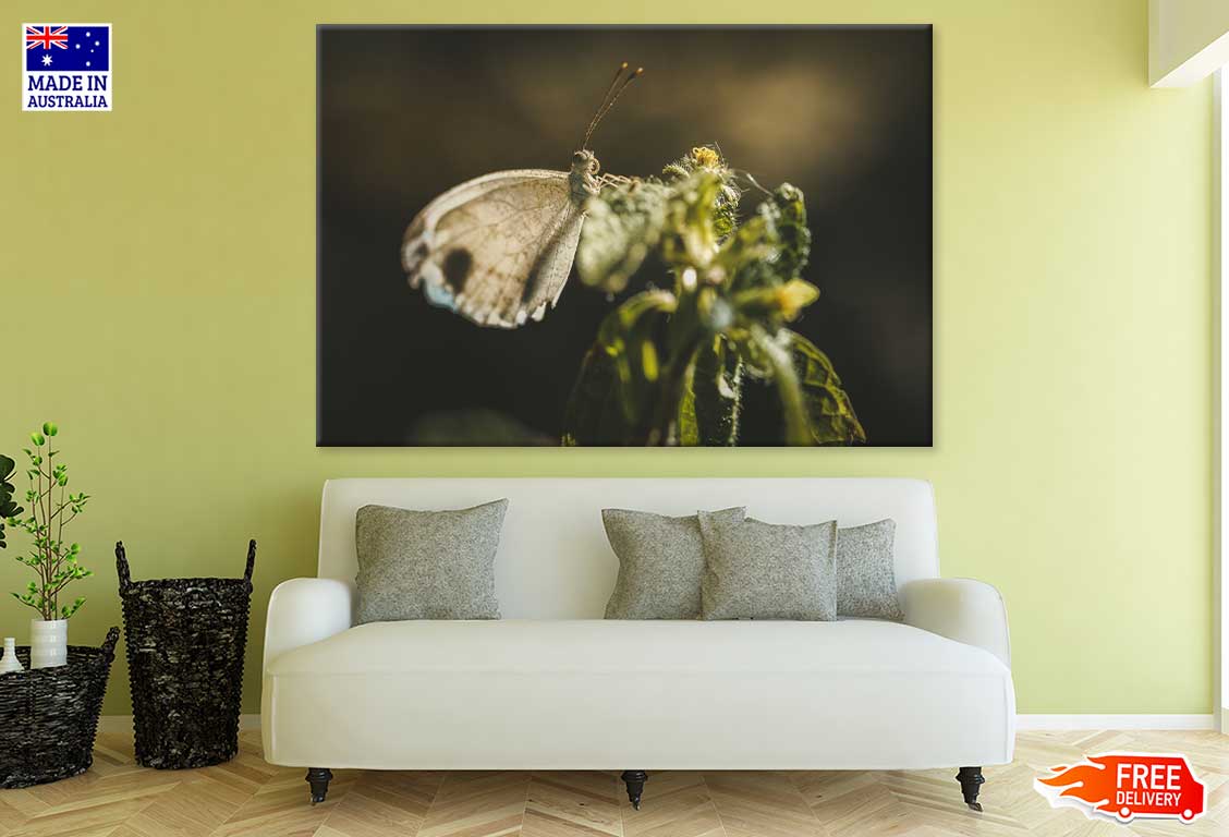 Little Brown Butterfly Photograph Print 100% Australian Made