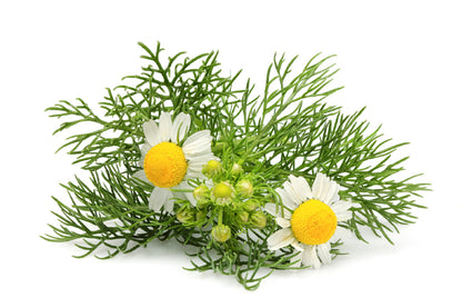 German Chamomile Plant Photograph Print 100% Australian Made