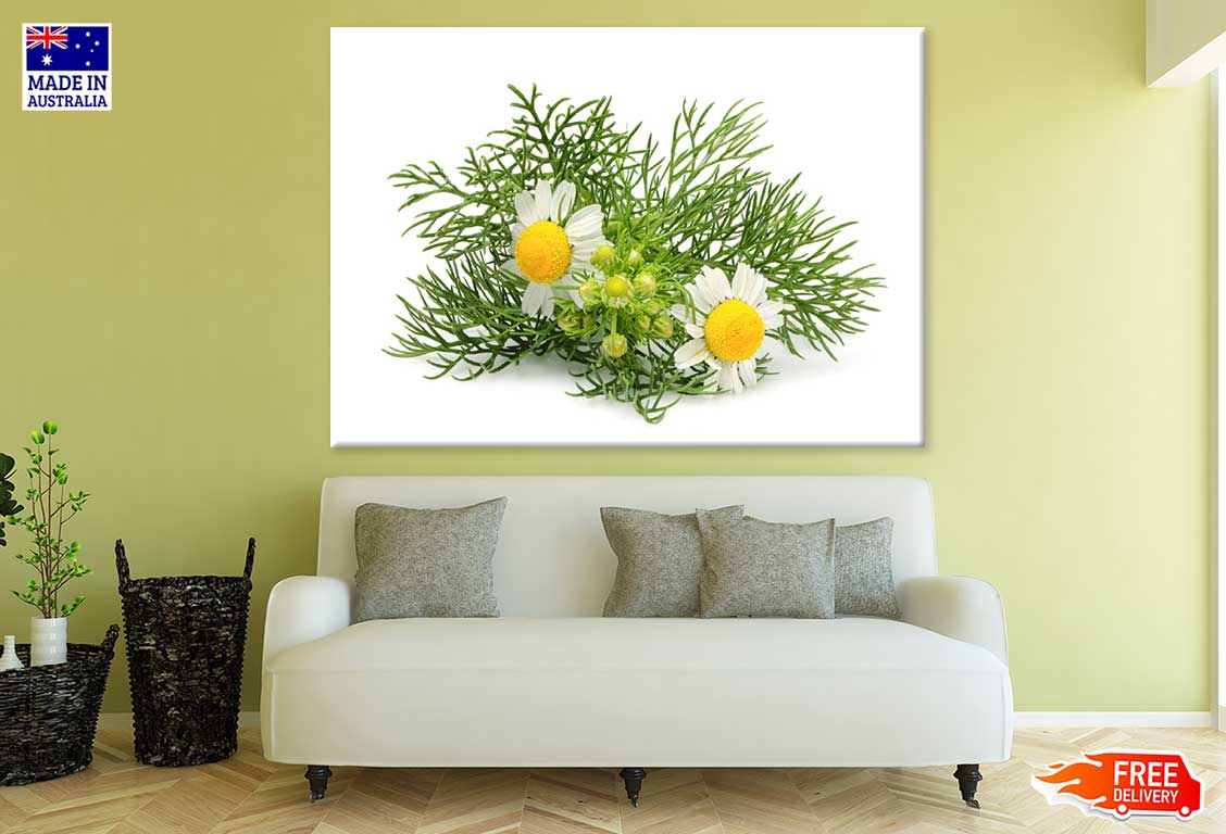 German Chamomile Plant Photograph Print 100% Australian Made