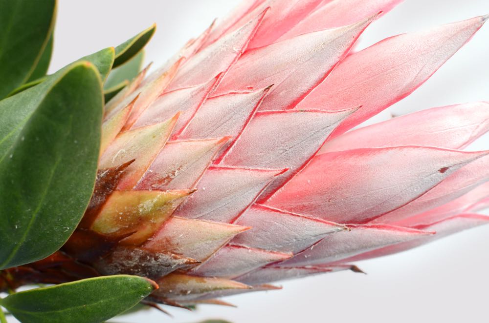 Flower Closeup Photograph Home Decor Premium Quality Poster Print Choose Your Sizes